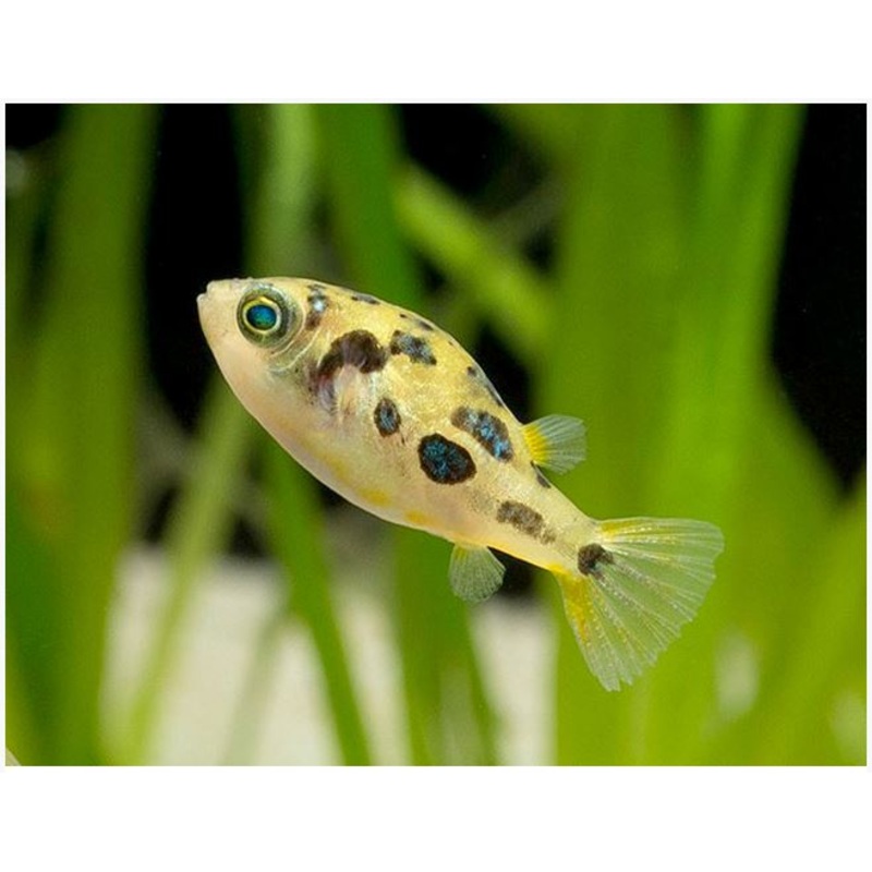 Pea Puffer