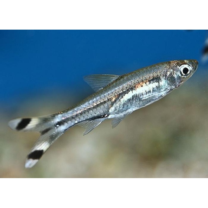 Scissortail Rasbora