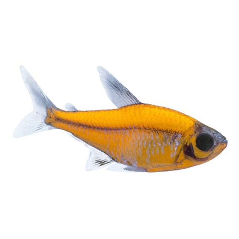 Sunburst Orange Pristella Tetra