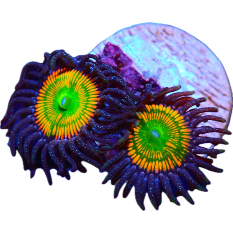 Sunny  D Zoa