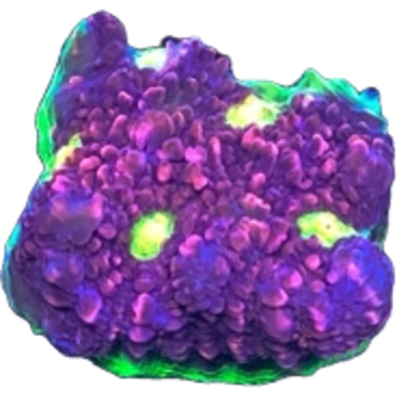 Watermelon Chalice Frag
