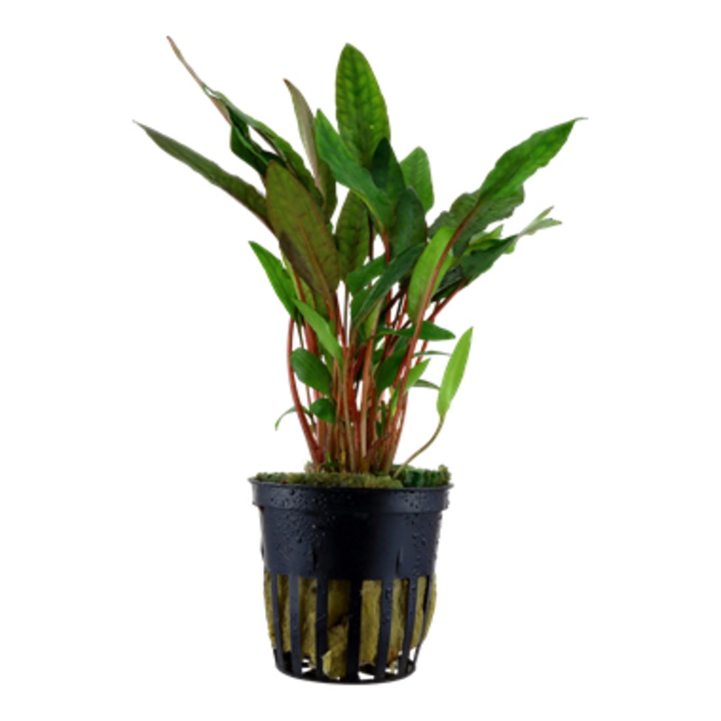 Cryptocoryne beckettii 'Petchii' 108 A