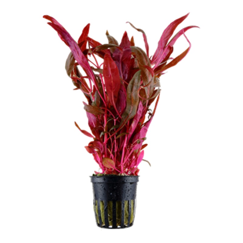 Tropica Alternanthera reineckii 'Pink' 023