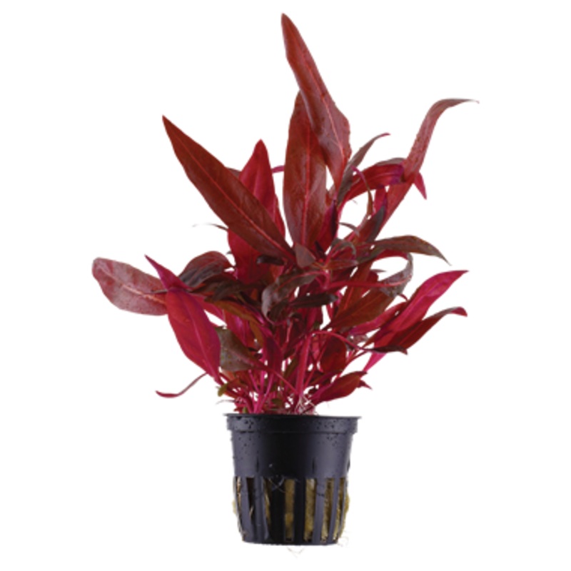 Tropica Alternanthera reineckii 'Rosanervig' 023D