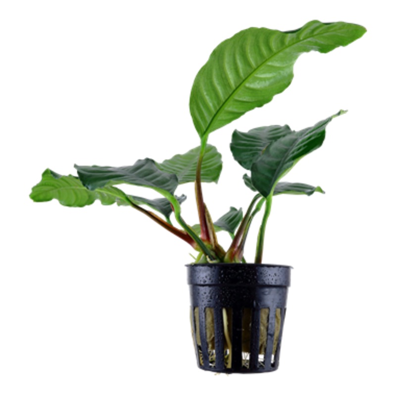 Tropica Anubias barteri 'Coffeifolia' 101 B