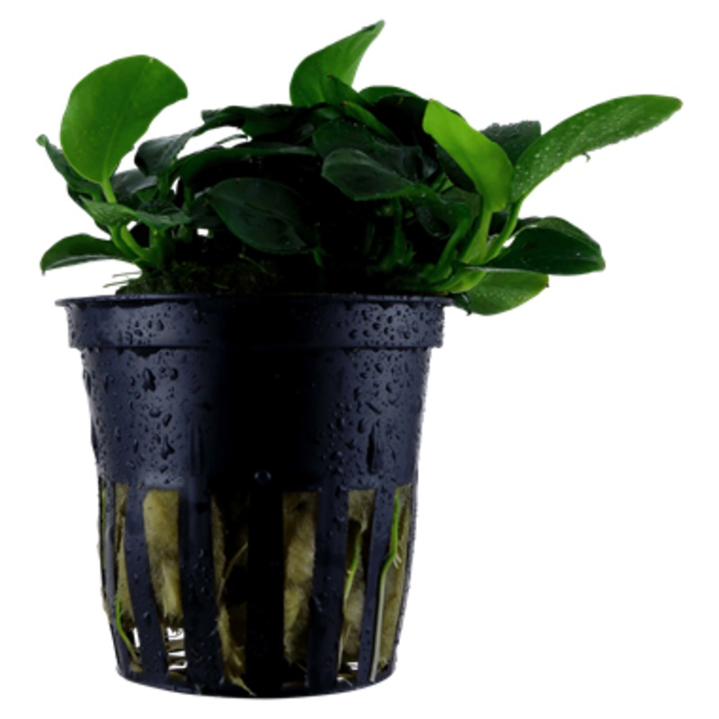 Tropica Anubias barteri 'Petite' 101 H