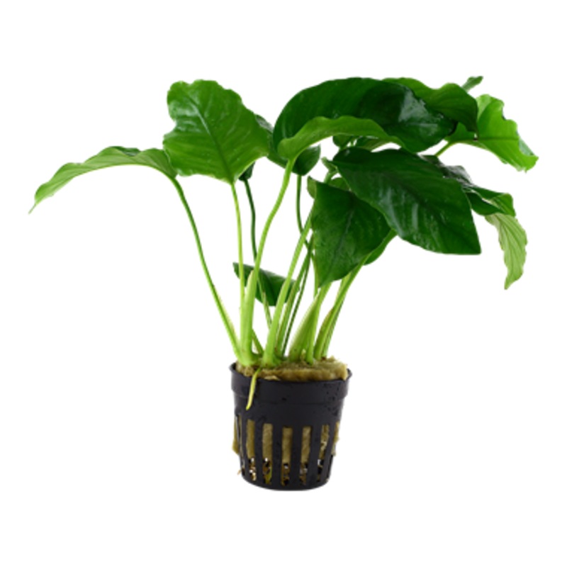 Tropica Anubias barteri var. barteri 101 A