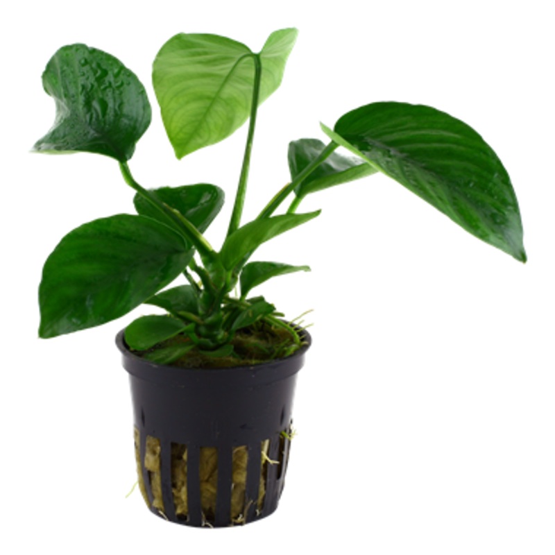 Tropica Anubias barteri var. caladiifolia 101 U