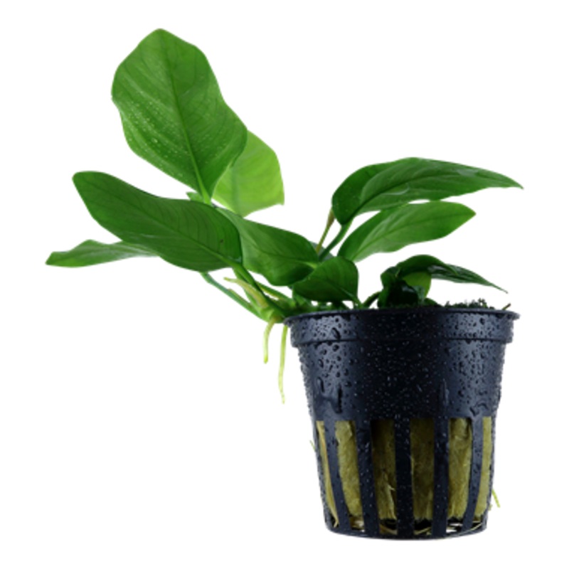 Tropica Anubias barteri var. nana 101
