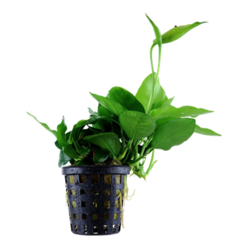 Tropica  Anubias barteri var. nana 'Large' 101 L