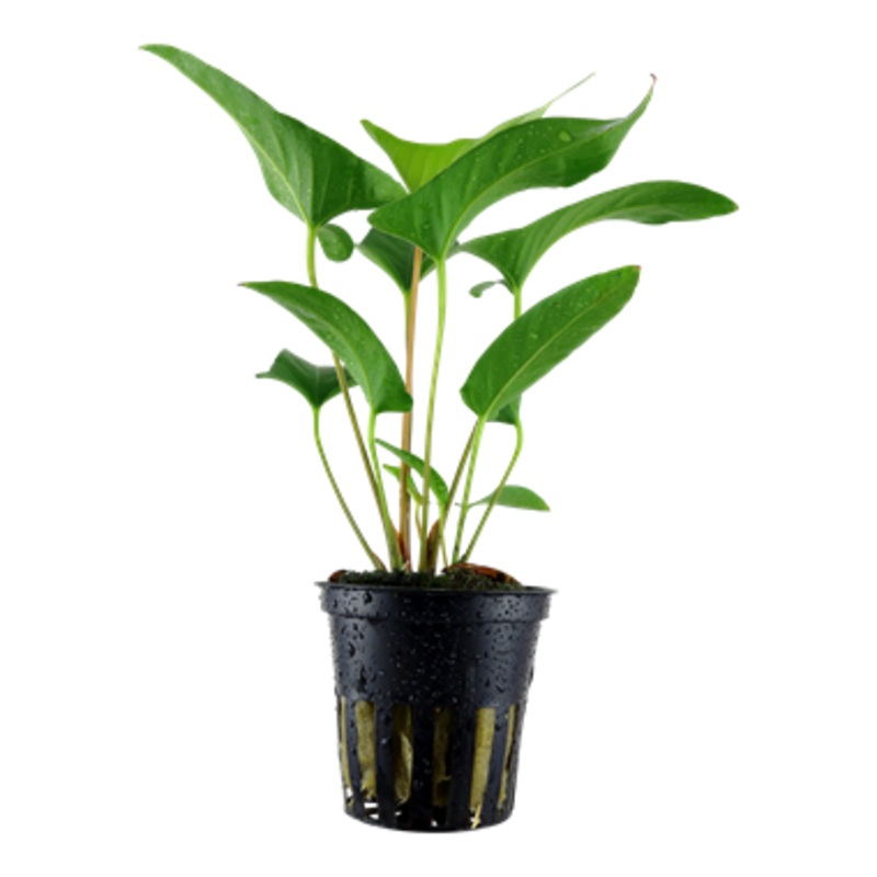 Tropica Anubias gracilis 101 D
