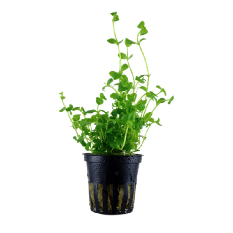 Tropica Bacopa australis 043 A