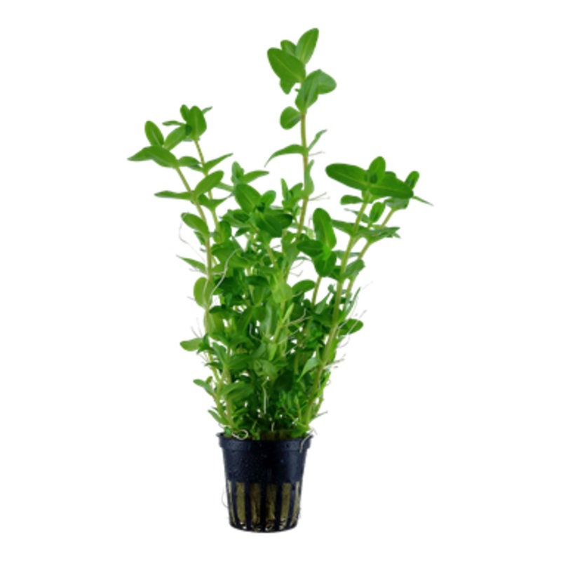 Tropica Bacopa caroliniana 043