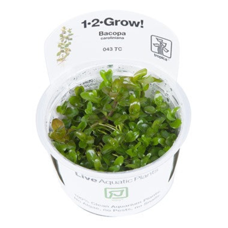 Tropica Bacopa caroliniana 043TC