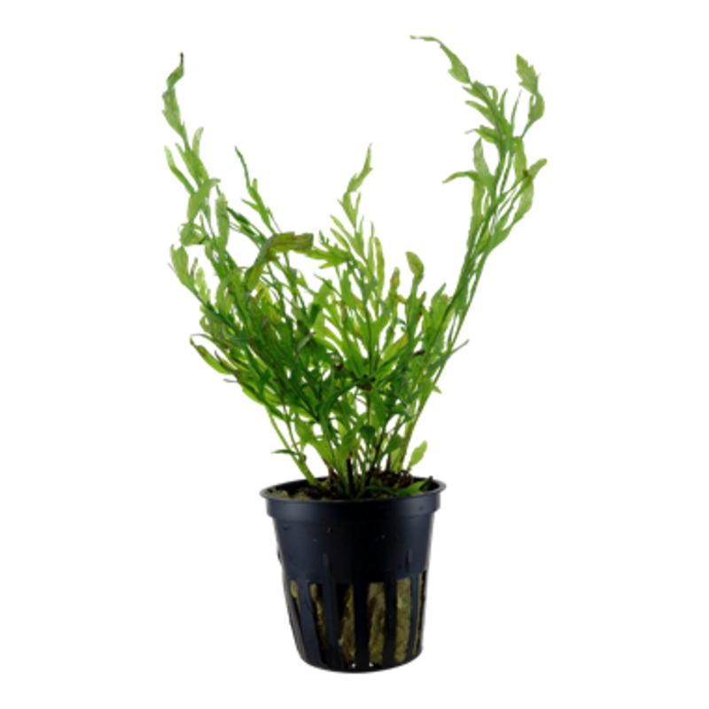 Tropica Bolbitis heudelotii 006