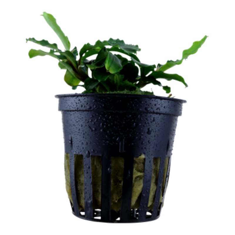 Tropica Bucephalandra pygmaea 'Wavy Green' 139