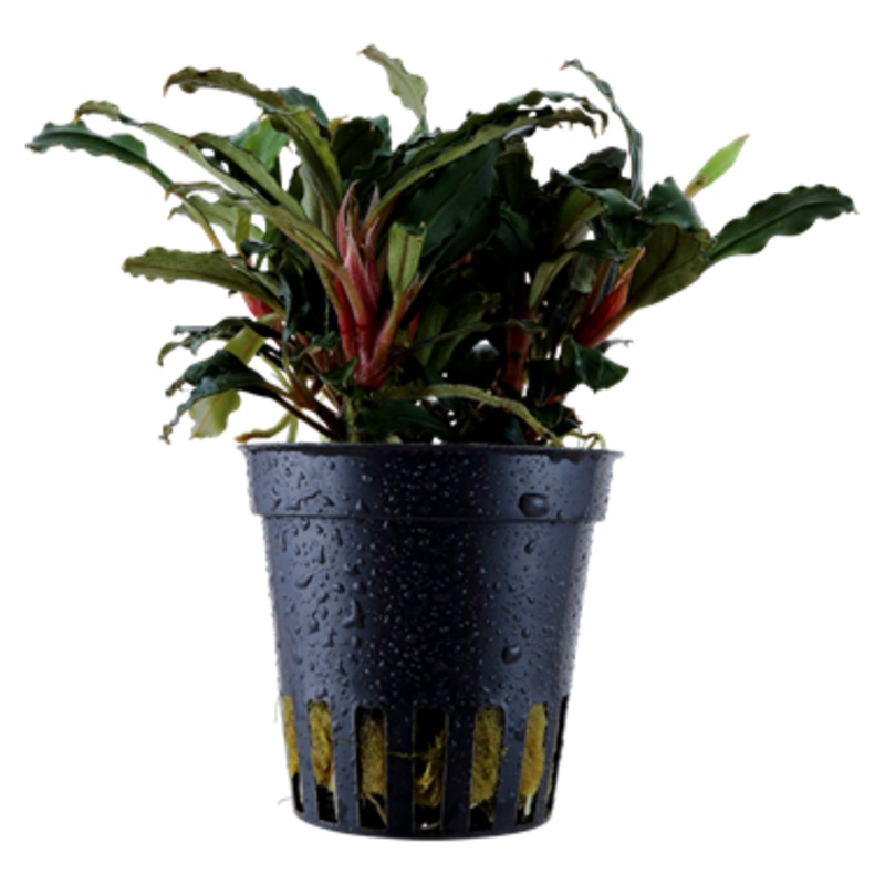 Tropica Bucephalandra sp. 'Red' 139 A