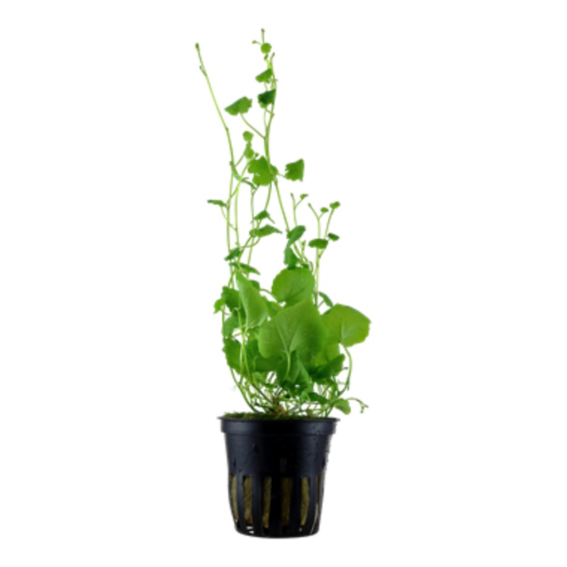 Tropica Cardamine lyrata 024