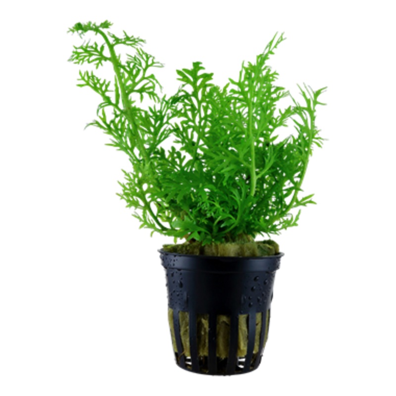 Tropica Ceratopteris thalictroides 005 A