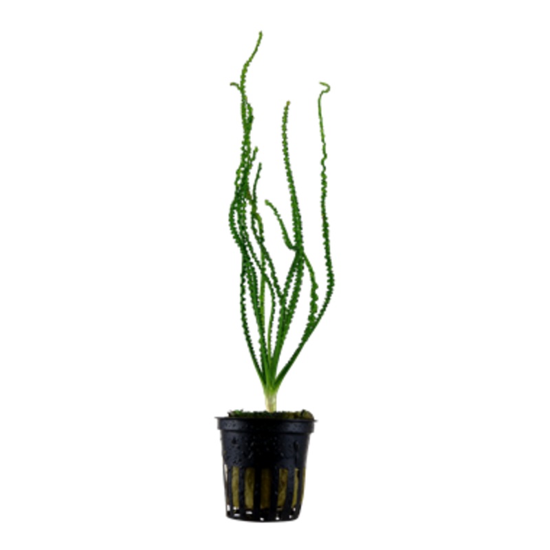 Tropica Crinum calamistratum 094 A