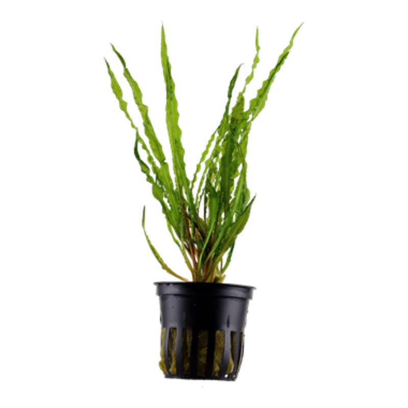 Tropica Cryptocoryne crispatula 125