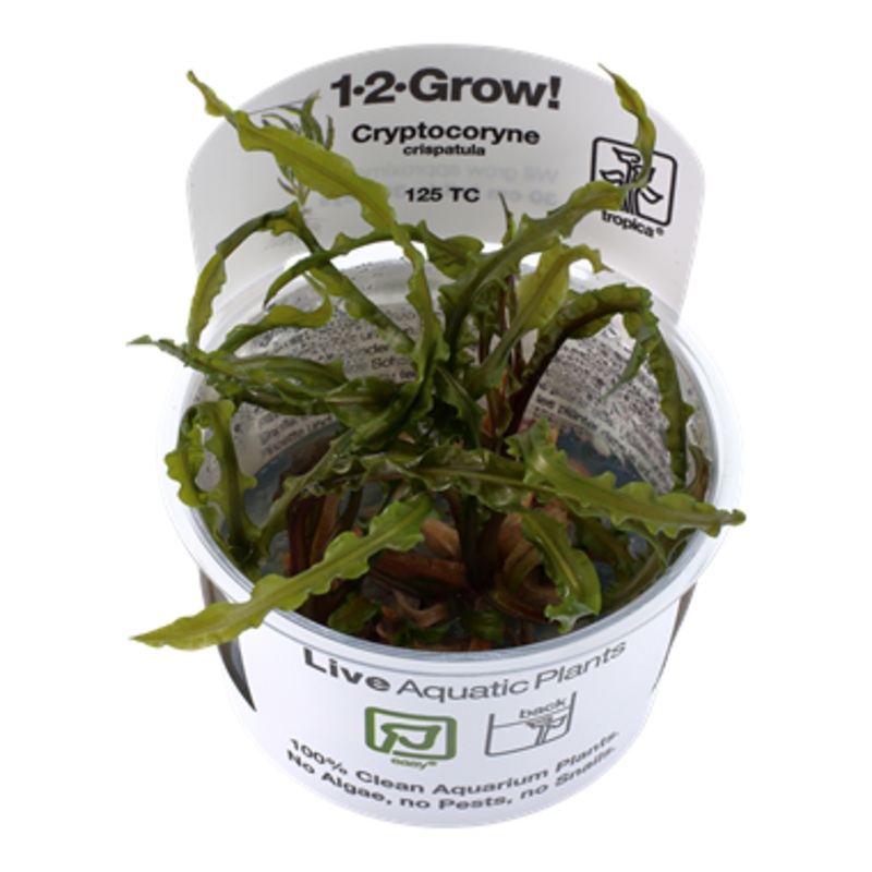 Tropica Cryptocoryne crispatula 125TC