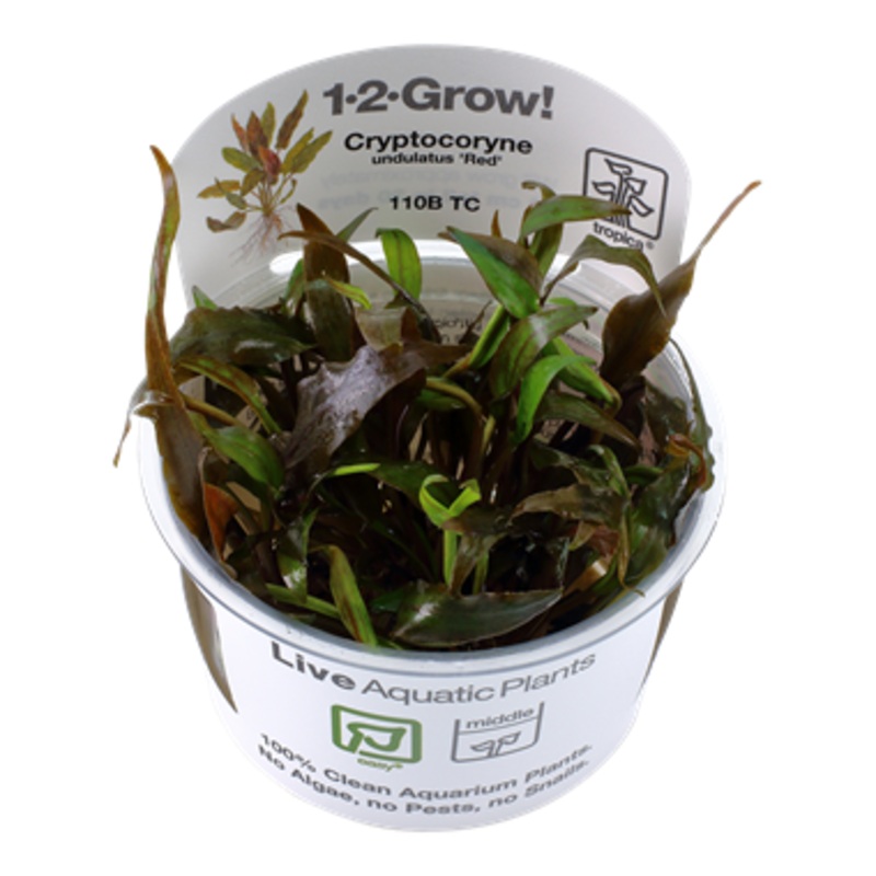 Tropica Cryptocoryne undulatus 'Red' 110BTC