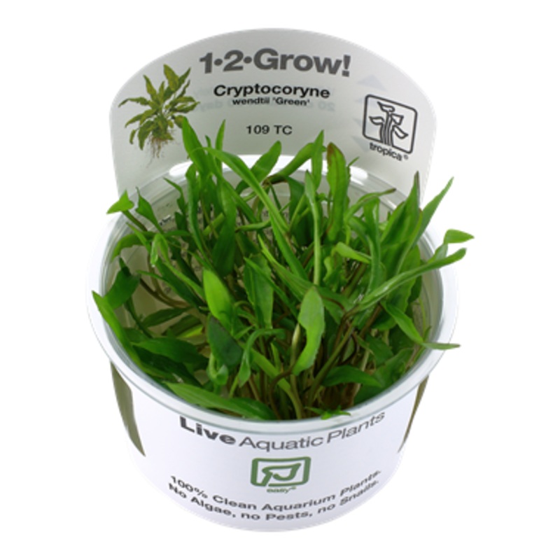 Tropica Cryptocoryne wendtii  Green' 109TC