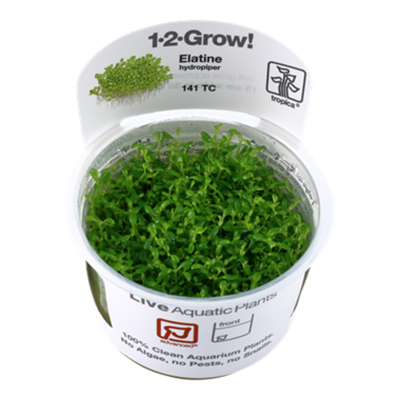 Tropica Elatine hydropiper 141TC