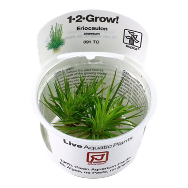 Tropica Eriocaulon cinereum 091 TC