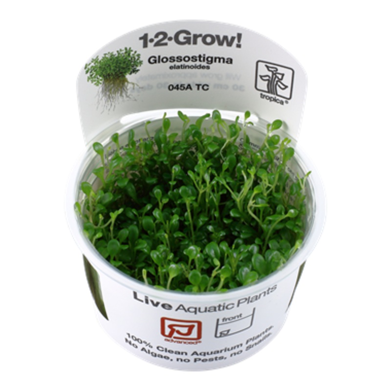 Tropica Glossostigma elatinoides 045A TC