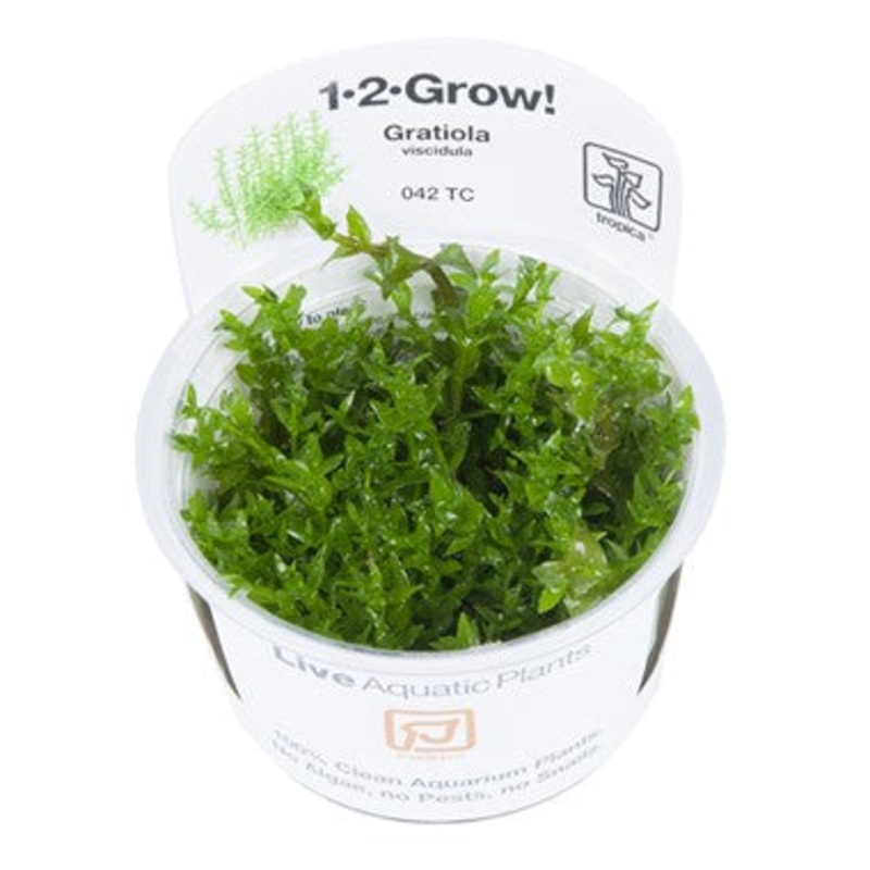 Tropica Gratiola viscidula 042 TC