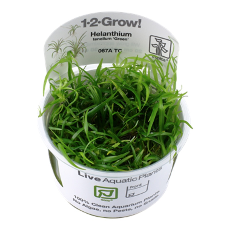 Tropica Helanthium tenellum 'Green' 067A TC