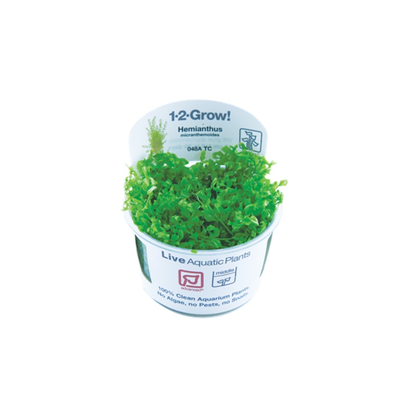Tropica Hemianthus micranthemoides 048A TC