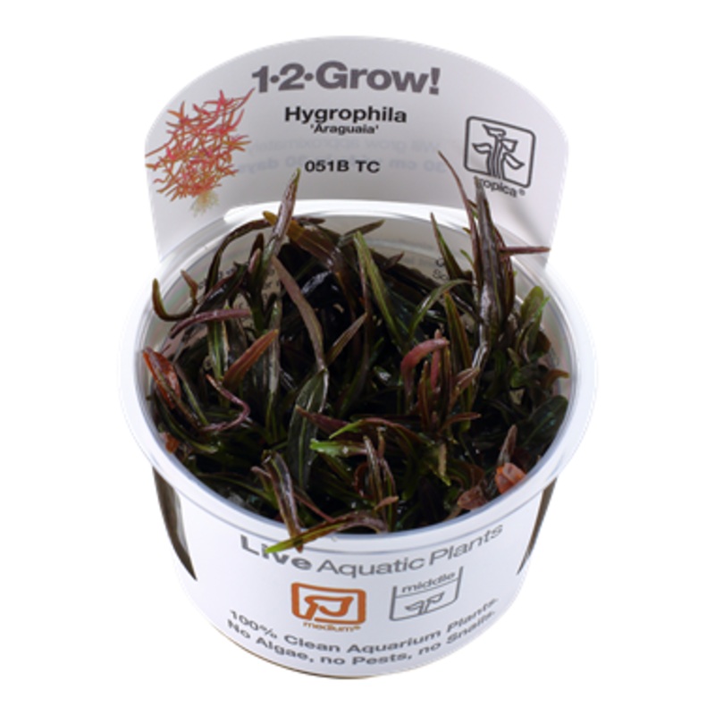 Tropica Hygrophila lancea 'Araguaia' 051B  TC