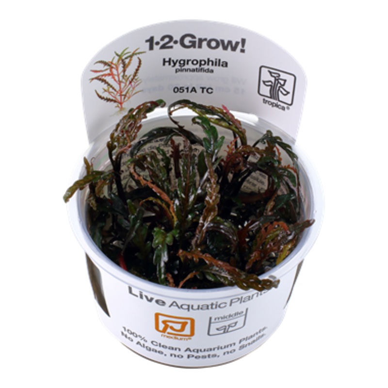 Tropica Hygrophila pinnatifida 051A TC