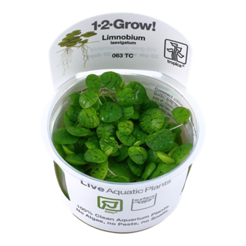 Tropica Limnobium laevigatum 063 TC