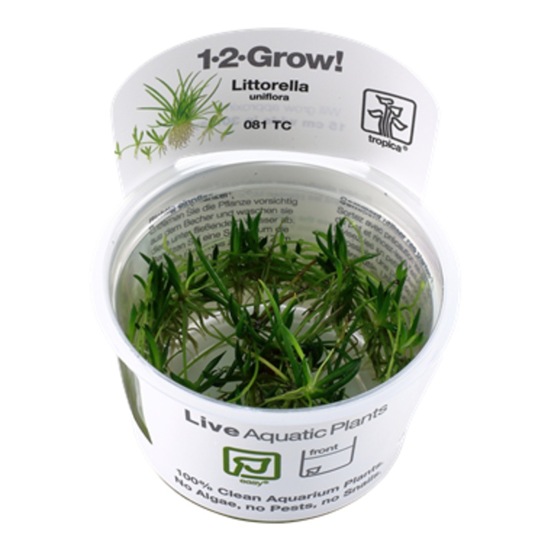 Tropica Littorella uniflora 081 TC