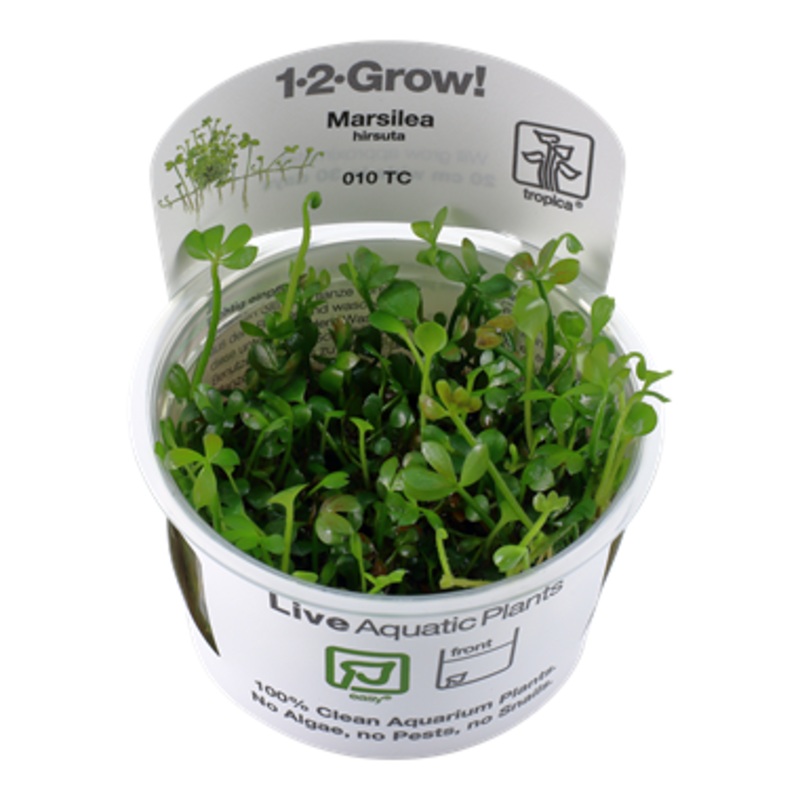 Tropica Marsilea hirsuta 010 TC
