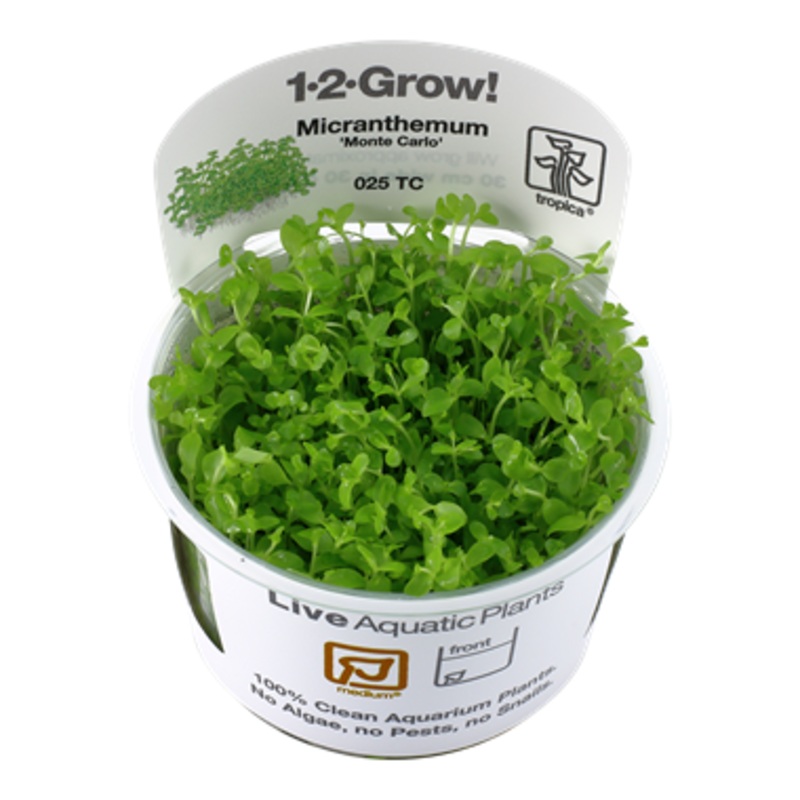 Tropica Micranthemum tweediei 'Monte Carlo' 025 TC