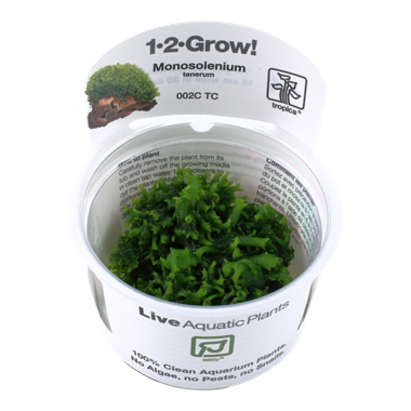 Tropica Monosolenium tenerum 002C TC