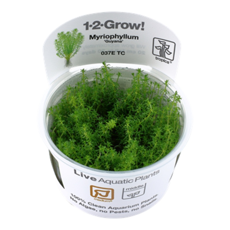 Tropica Myriophyllum 'Guyana' 037E TC