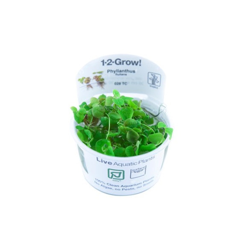 Tropica Phyllanthus fluitans 0028 TC