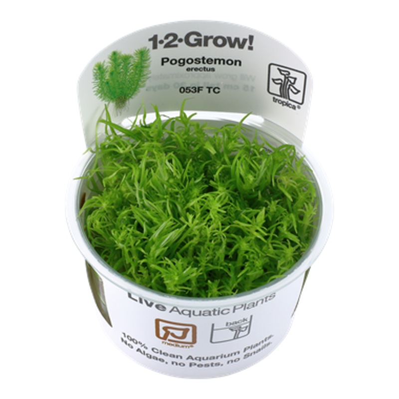 Tropica Pogostemon erectus 053F TC