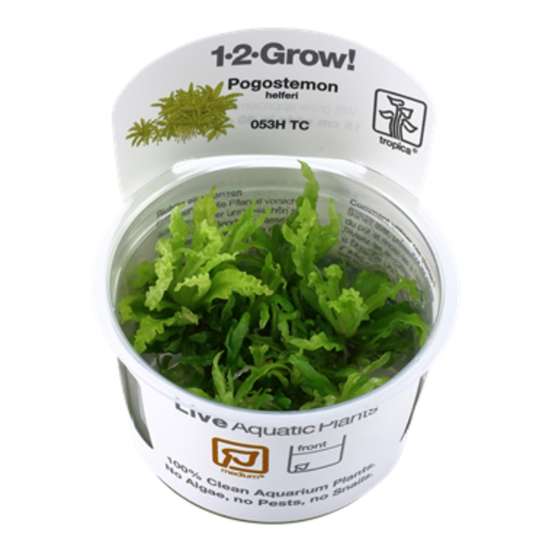 Tropica Pogostemon helferi 053H TC