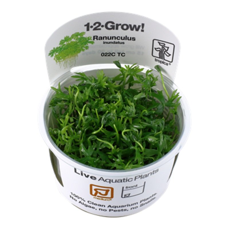 Tropica Ranunculus inundatus 022C TC