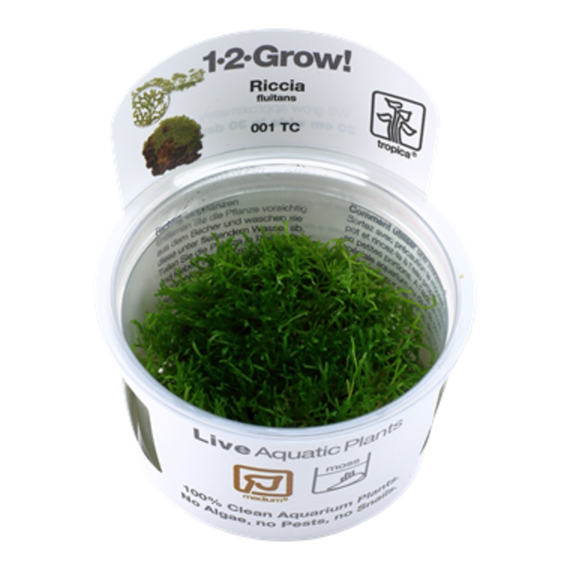 Tropica Riccia fluitans 001 TC