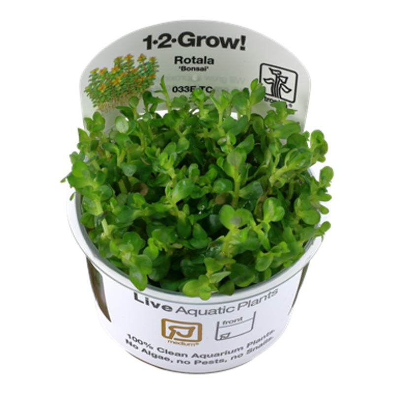Tropica Rotala indica 'Bonsai' 033E TC