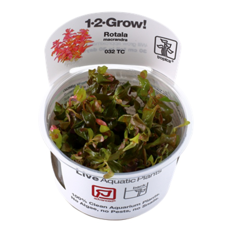 Tropica Rotala macrandra 032 TC