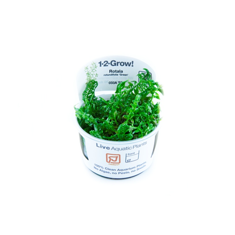Tropica Rotala rotundifolia 'Green' 033A TC